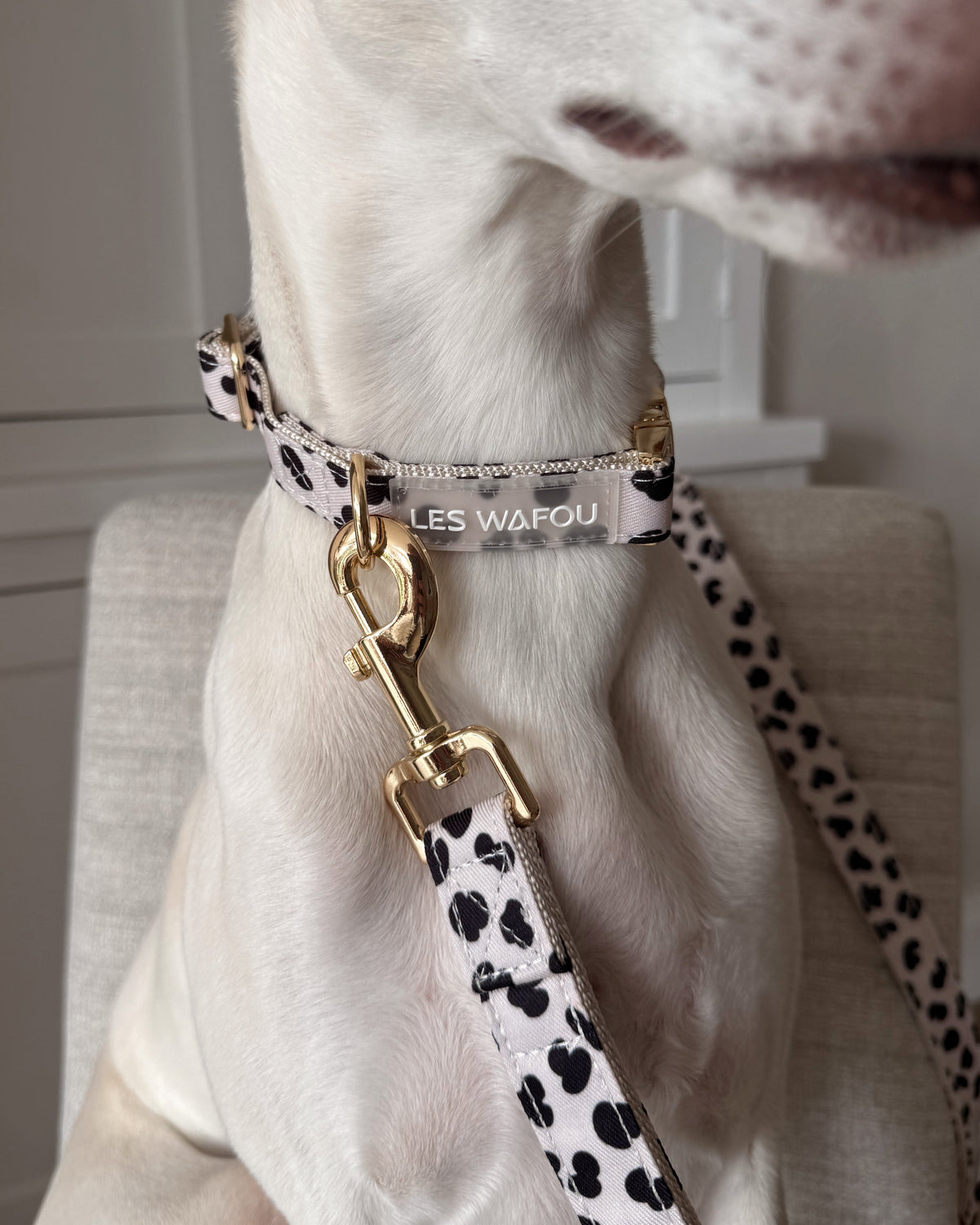 Zebra / Dalmatian Collar