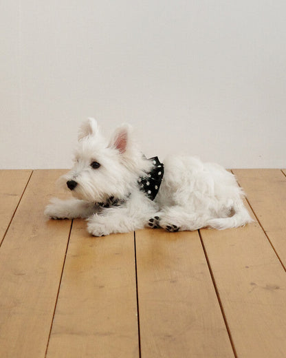 CAPENESS NO.24 leash _ Black