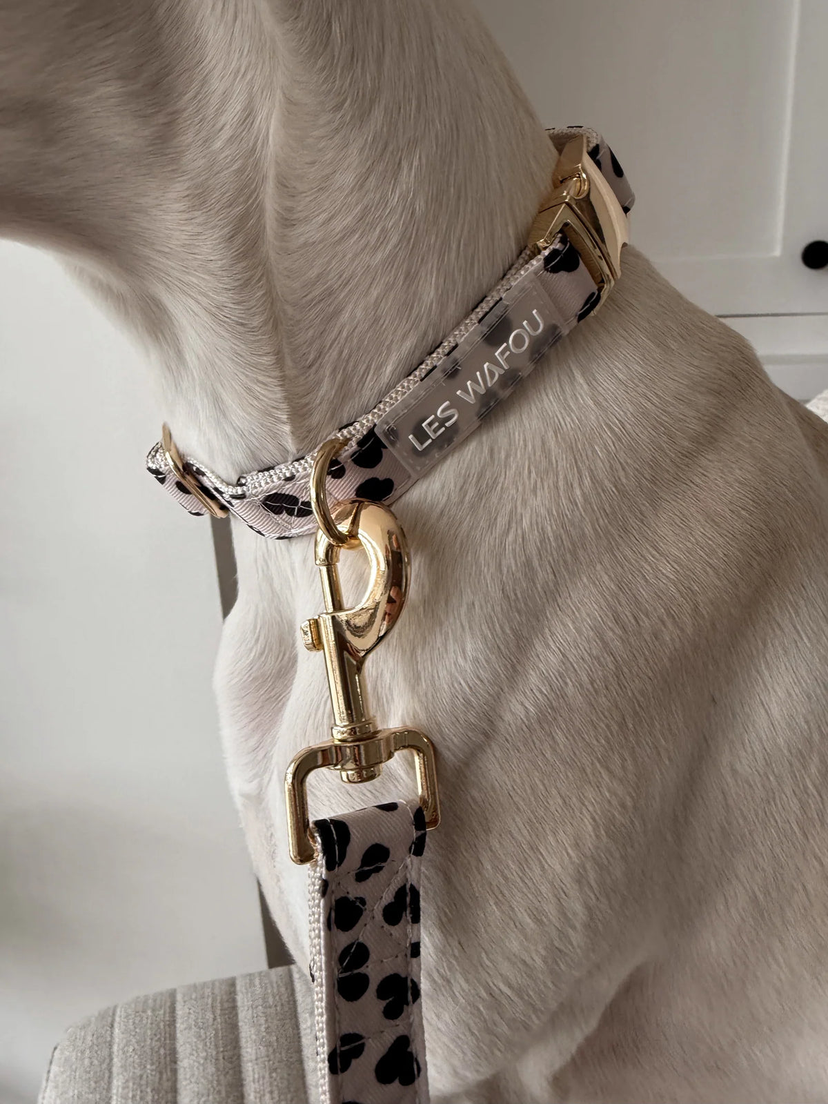 Zebra / Dalmatian Collar