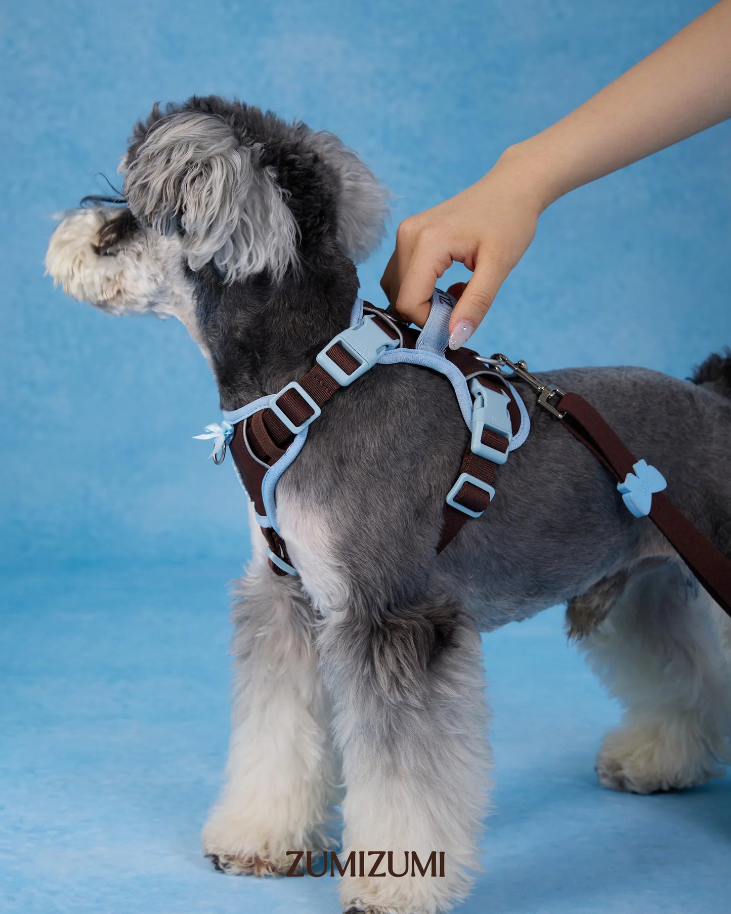 【予約】Chelsea Everyday Harness / Classic (Brown・Blue)