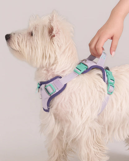 【予約】Chelsea Pie Harness / 2Color
