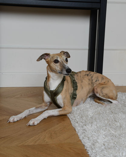 Tweed Harness