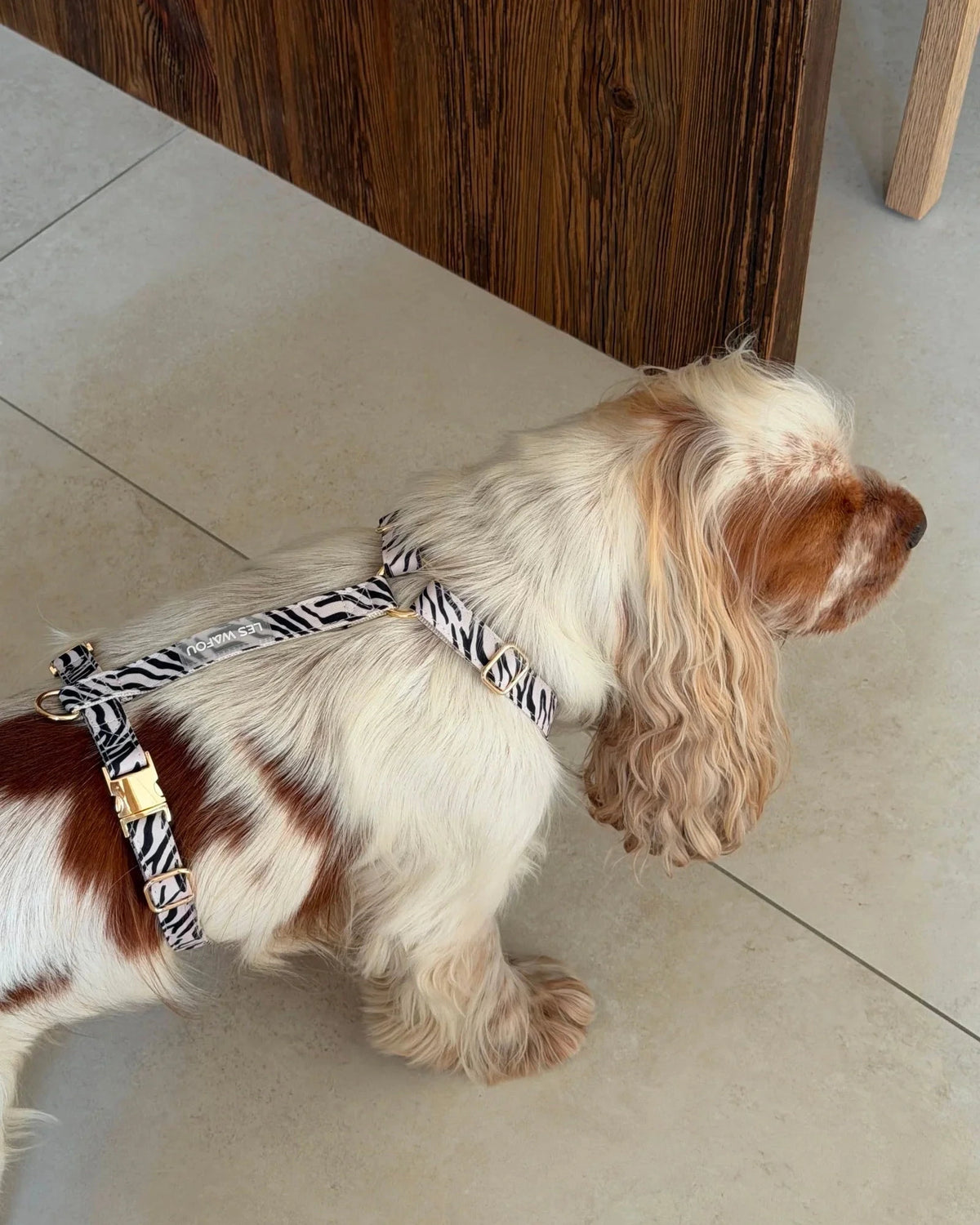 Zebra / Dalmatian Harness