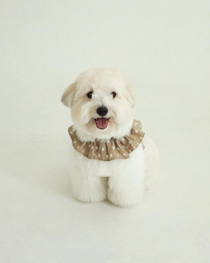 CAPENESS NO.23leash _ Beige