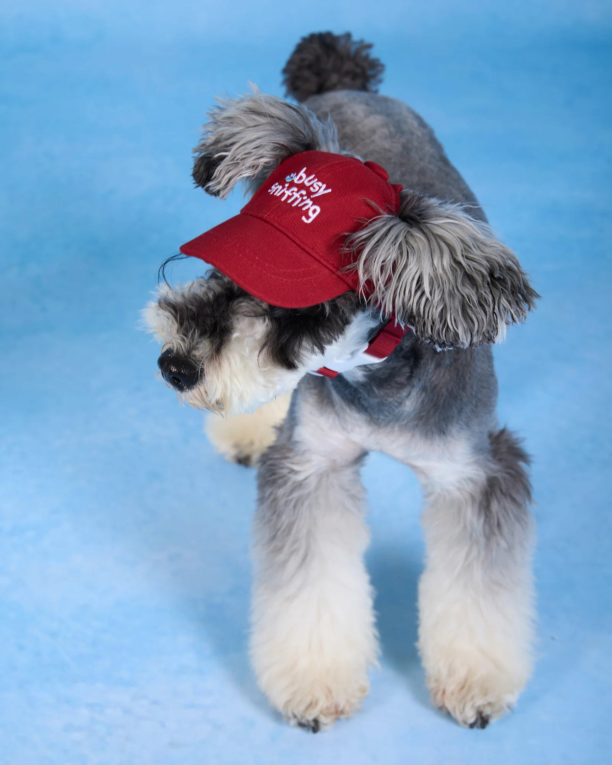 【予約】Pet Baseball Cap / 2Color