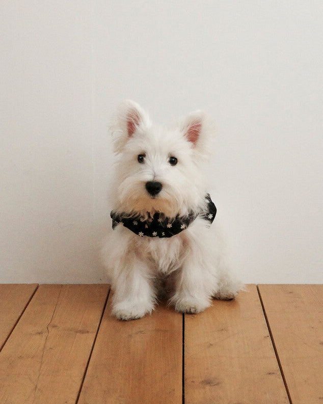 CAPENESS NO.24 leash _ Black
