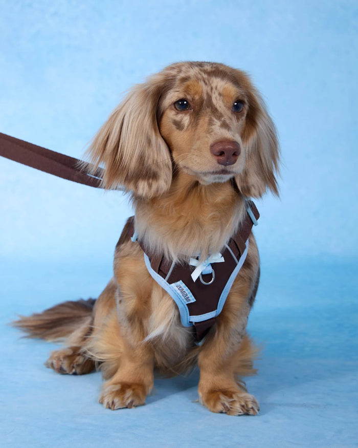 【予約】Chelsea Everyday Harness / Classic (Brown・Blue)