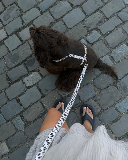 Zebra / Dalmatian Harness
