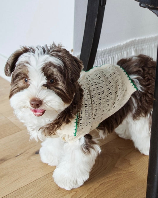 ニットBIMEEドッグウェアを着た犬（正面）
