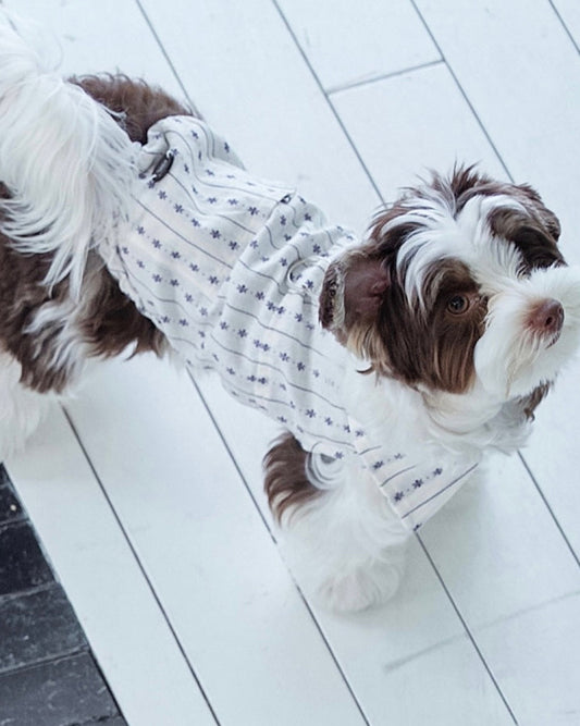 ストライプシャツのBIMEEドッグウェアを着た犬（歩く）