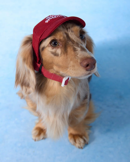 【予約】Pet Baseball Cap / 2Color