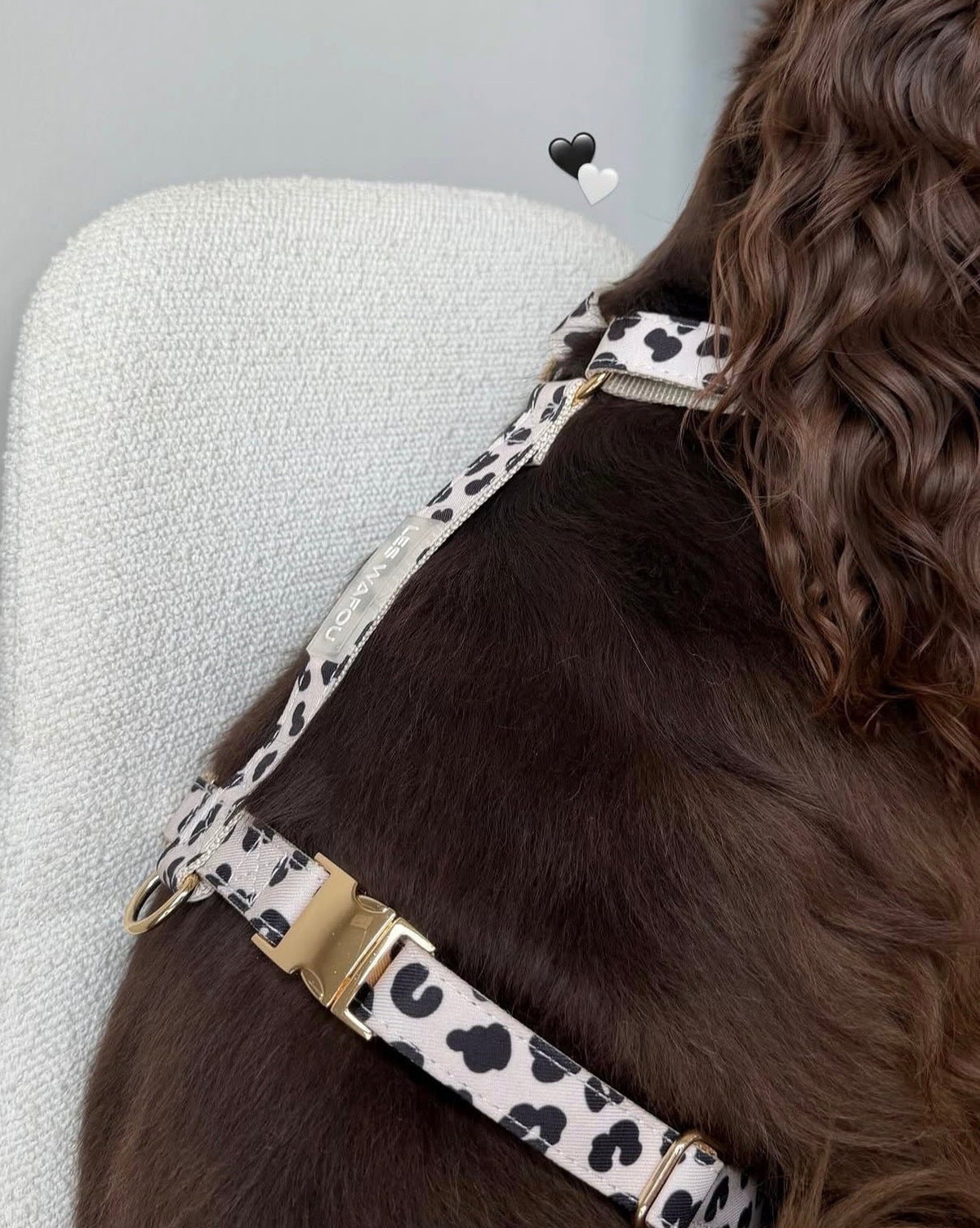 Zebra / Dalmatian Harness