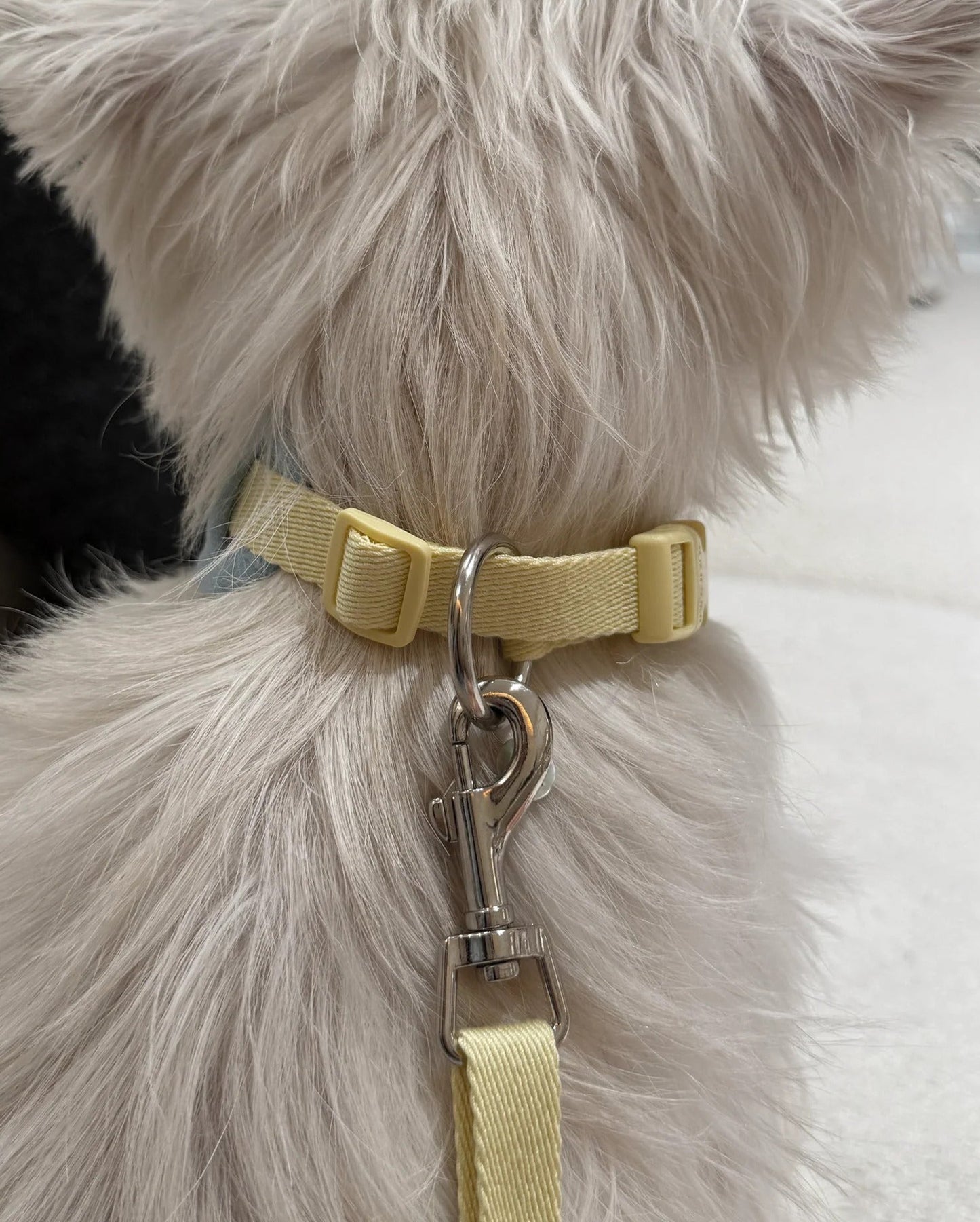 【予約】Neck Protection Pet Collar / 2Color