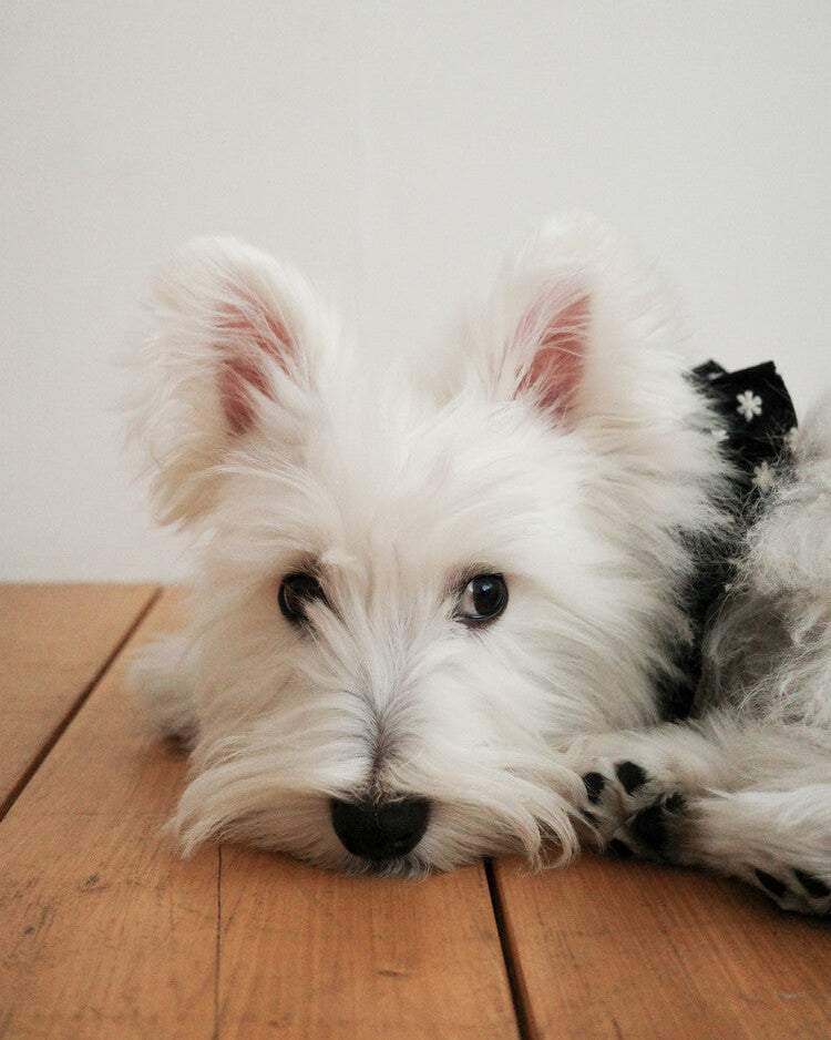 CAPENESS NO.24 leash _ Black