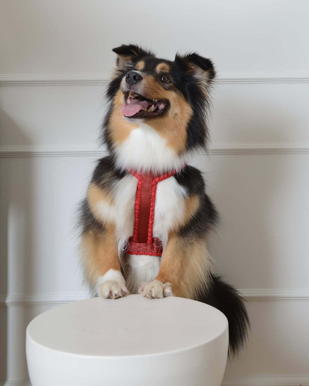 Tweed Harness