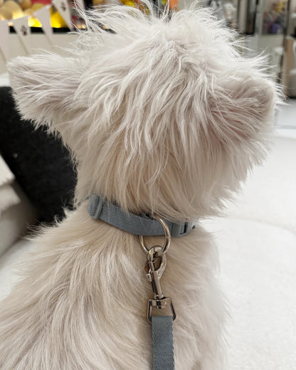 【予約】Neck Protection Pet Collar / 2Color