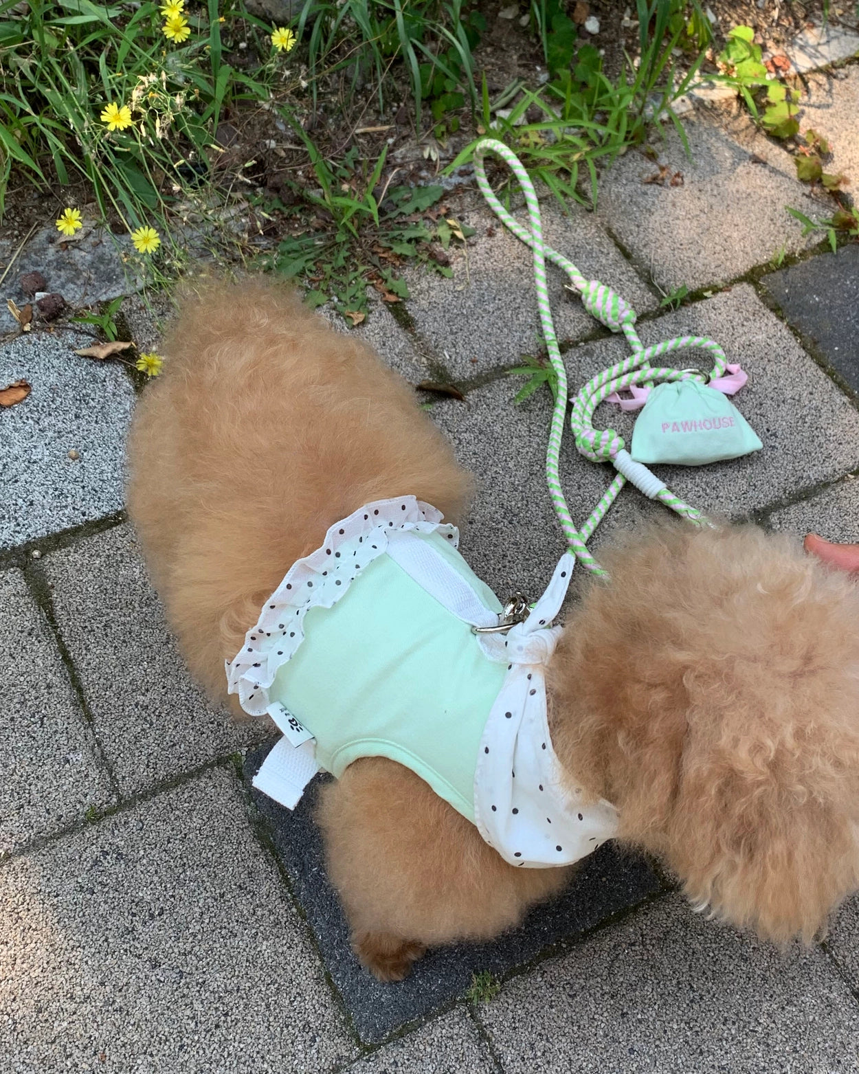 【予約】Dot Denim Harness / Mint