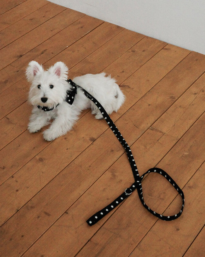 CAPENESS NO.24 leash _ Black