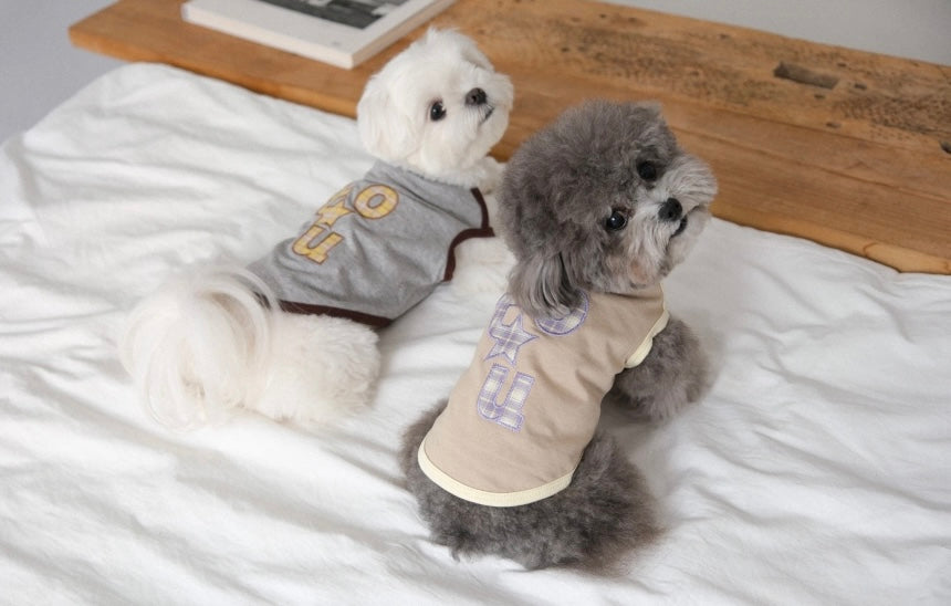 ベージュのBIMEEドッグウェアを着たプードルと白い犬
