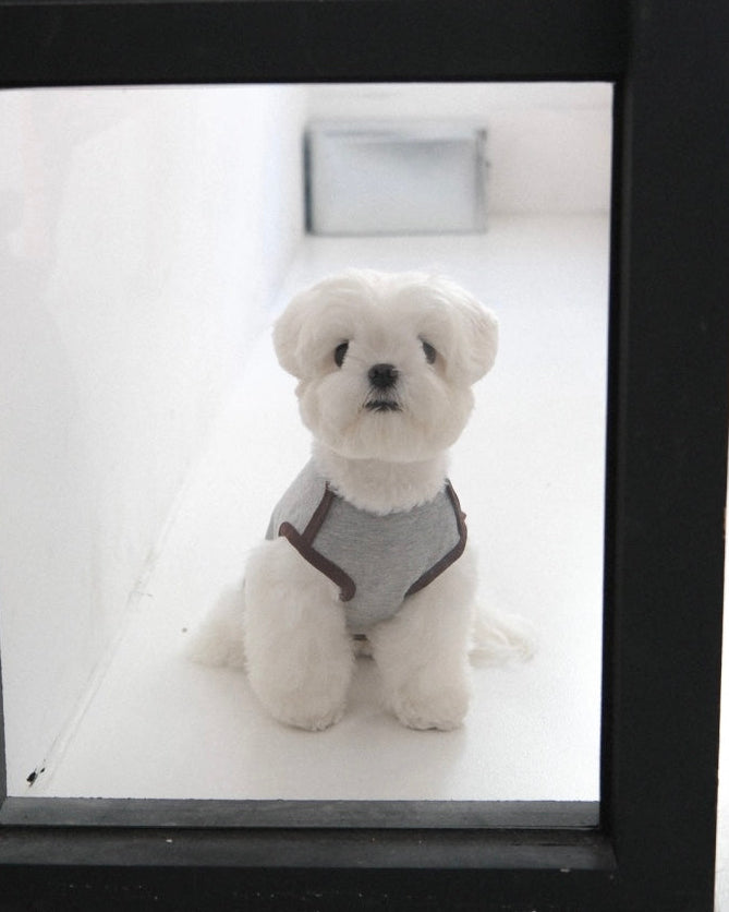 グレーのBIMEEドッグウェアを着た白い犬（窓辺）