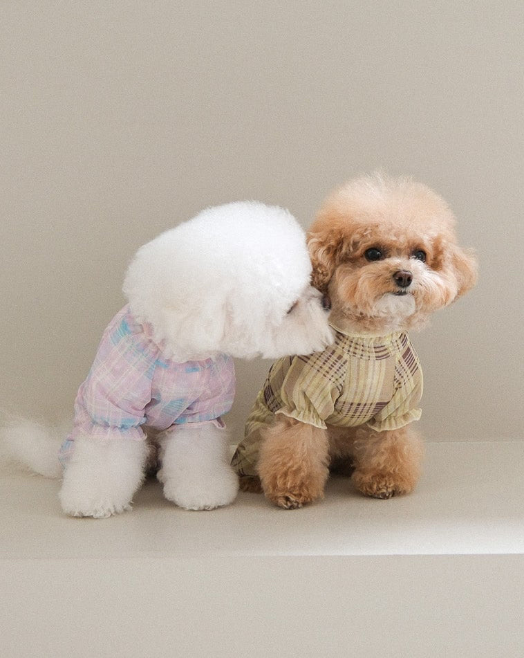 服を着た2匹の犬（ビションとプードル）