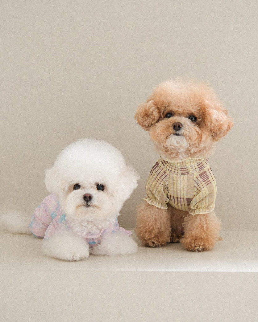 服を着た2匹の犬