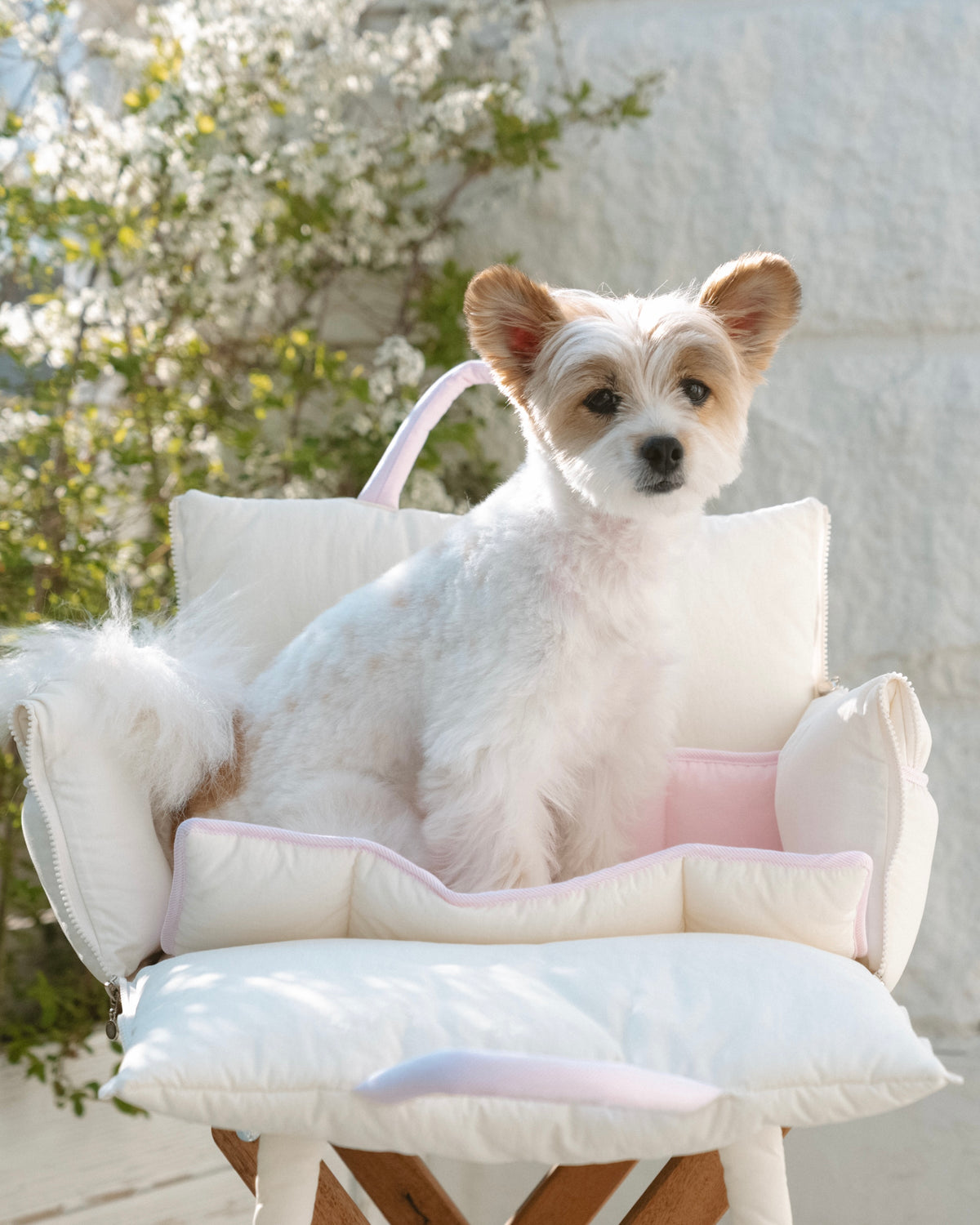 屋外でBIMEEドッグキャリーバッグに入った犬