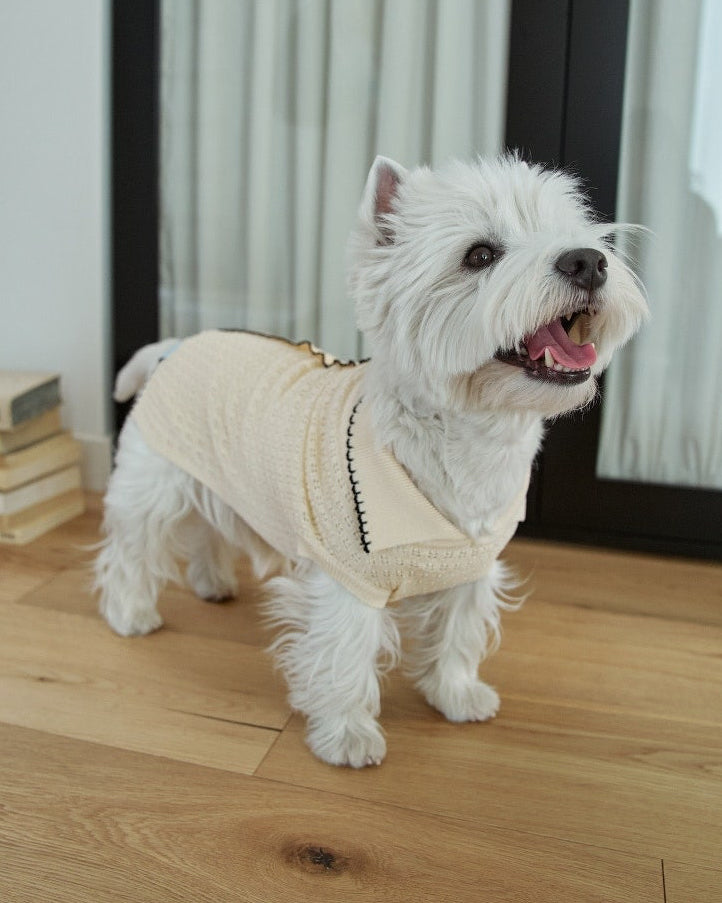 生成りニットBIMEEドッグウェアを着た犬（正面）
