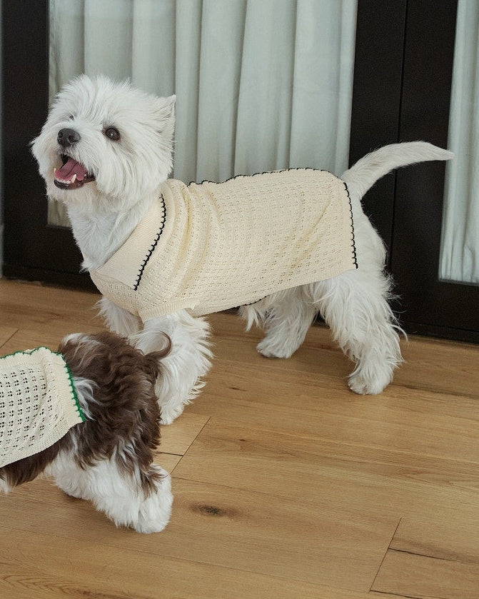 ニットBIMEEドッグウェアを着た2匹の犬